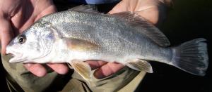 Freshwater Drum