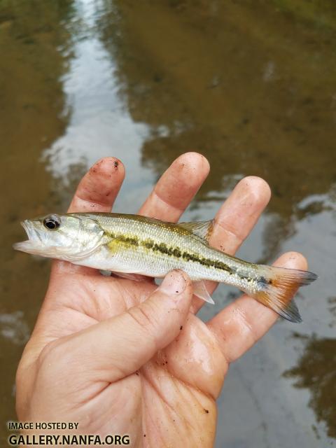 6/25/18 (Yadkin River Basin), NC