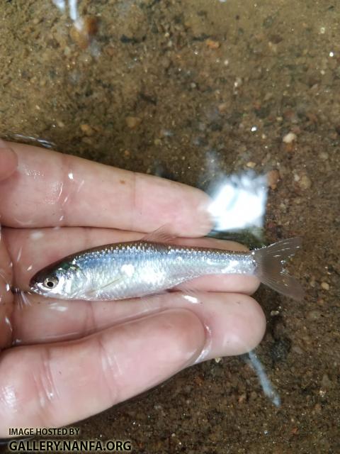 6/25/18 (Yadkin River Basin), NC