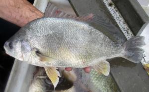 Freshwater Drum