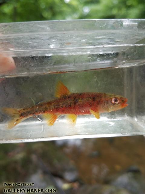 6/26/18 (Dan River Basin), NC