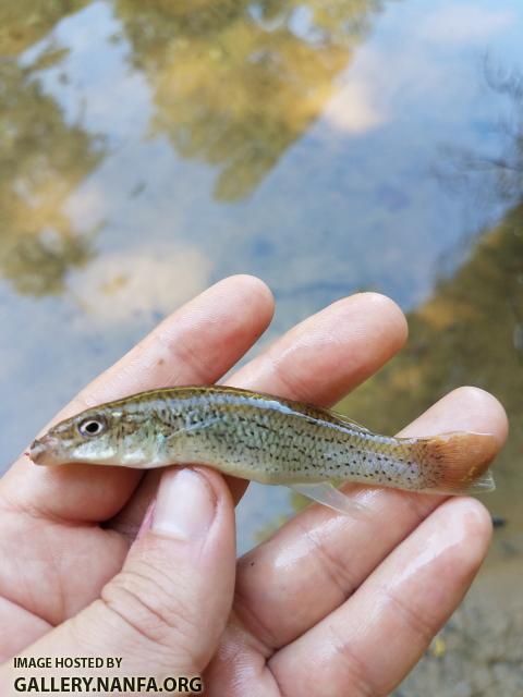 8/8/18 (Yadkin River Basin), NC