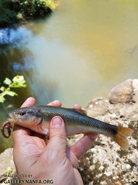 8/8/18 (Yadkin River Basin), NC