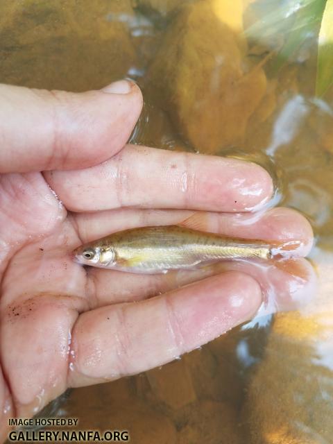 8/10/18 (Yadkin River Basin), NC