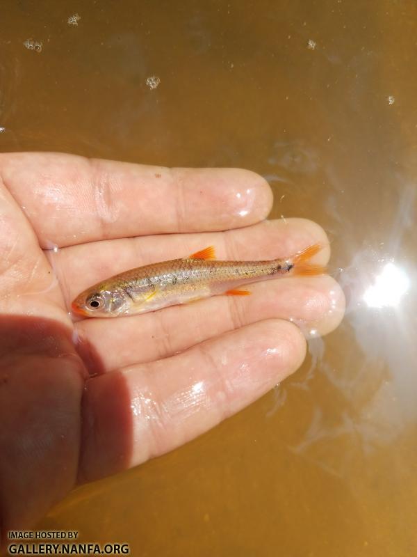 8/10/18 (Yadkin River Basin), NC