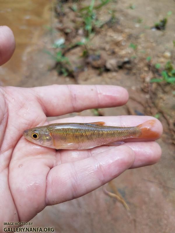 8/10/18 (Yadkin River Basin), NC