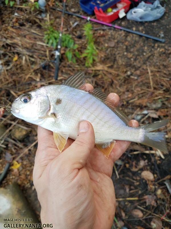 Spot Croaker (Leiostomus xanthurus)