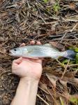 Spotted Seatrout (Cynoscion nebulosus)