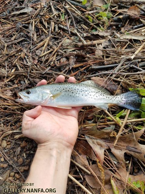 Spotted Seatrout (Cynoscion nebulosus)