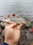 Atlantic Croaker (Micropogonias undulatus)