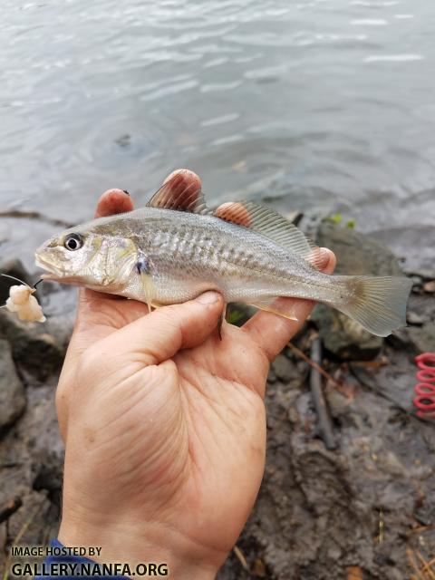 Atlantic Croaker (Micropogonias undulatus)