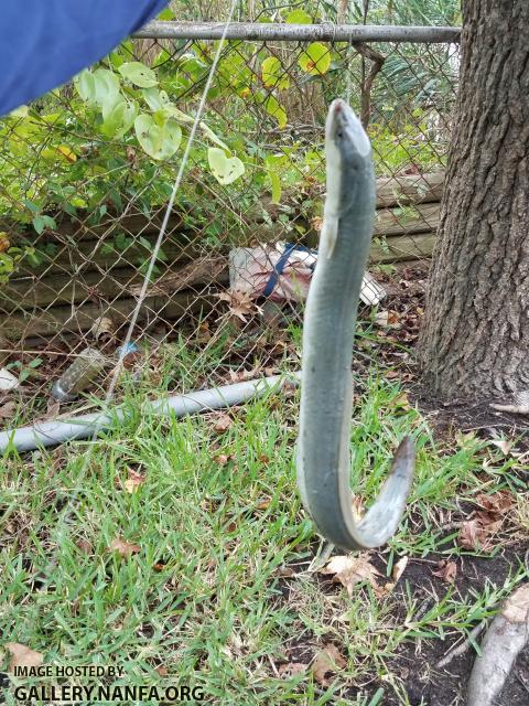 American Eel (Anguilla rostrata)