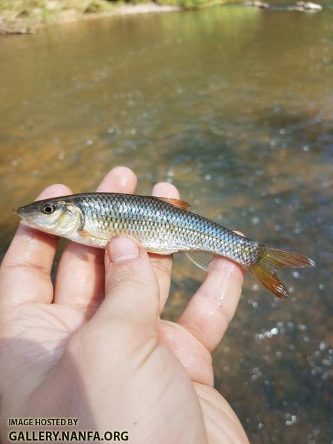 10/2/18 Eno River, NC