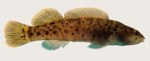 Etheostoma maculatum