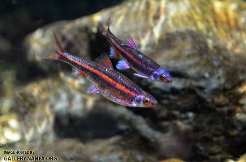 mated pair of rainbow shiners