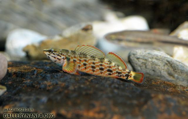 Very orange redline darter