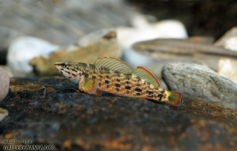 Very orange redline darter