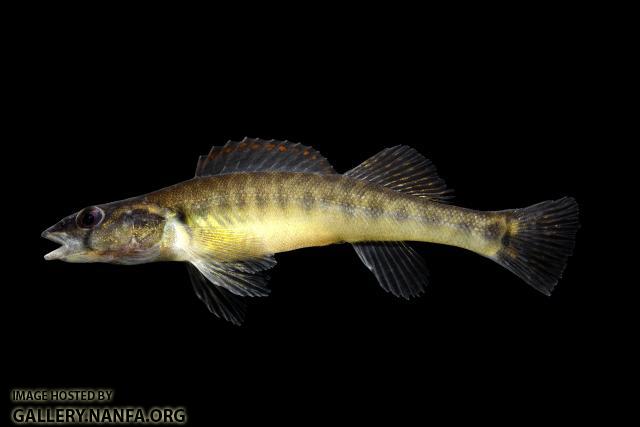 Slenderhead Darter