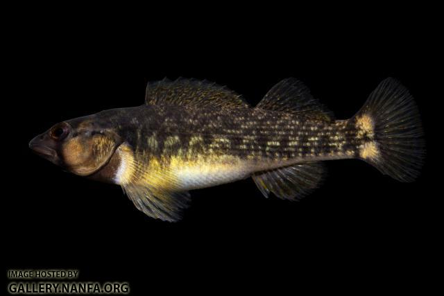 Female Orangefin Darter