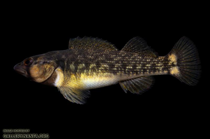 Female Orangefin Darter