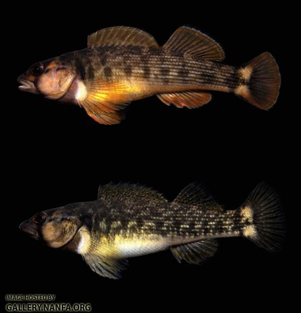 Male/Female Orangfin Darter Composite