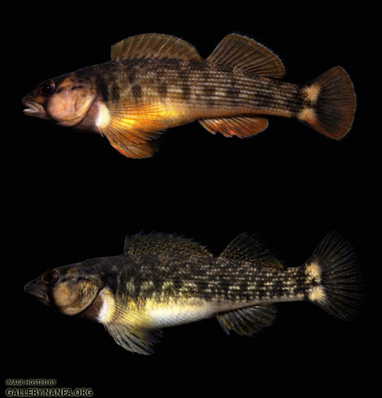 Male/Female Orangfin Darter Composite