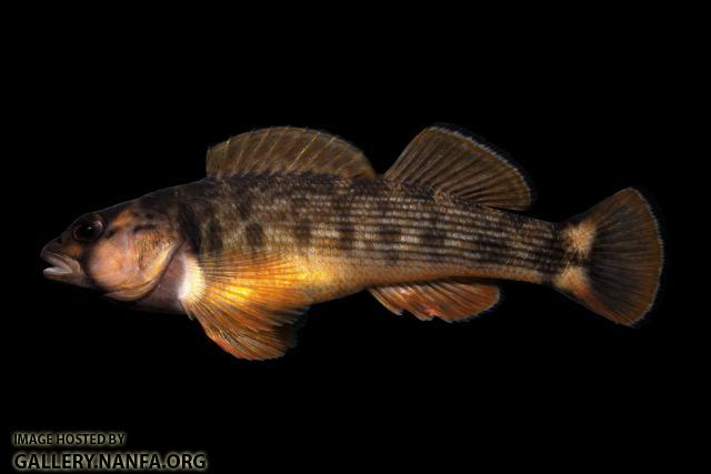 Male Orangefin Darter