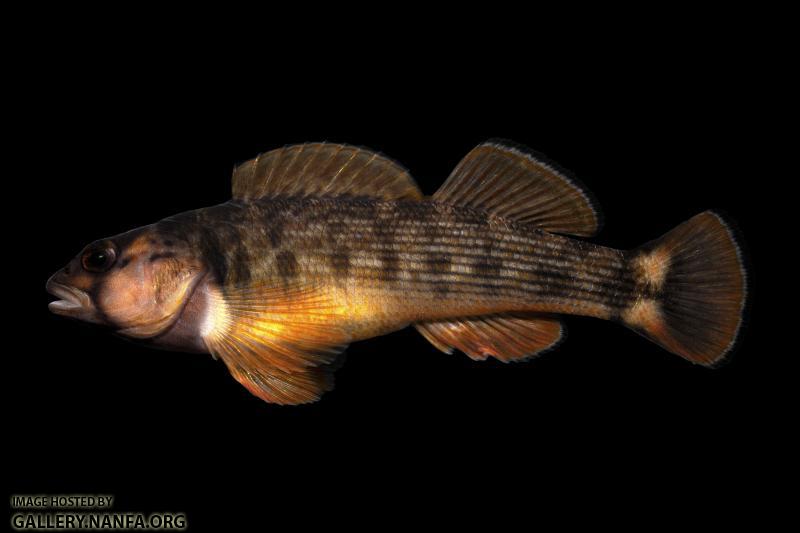 Male Orangefin Darter