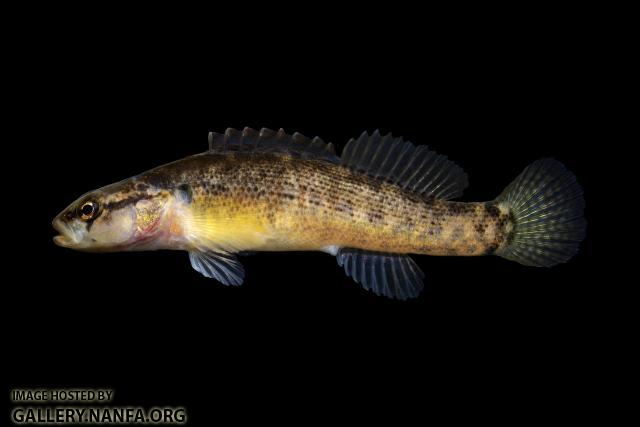 Fantail Darter-Salt River Drainage, KY