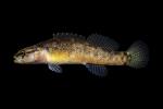 Fantail Darter-Salt River Drainage, KY