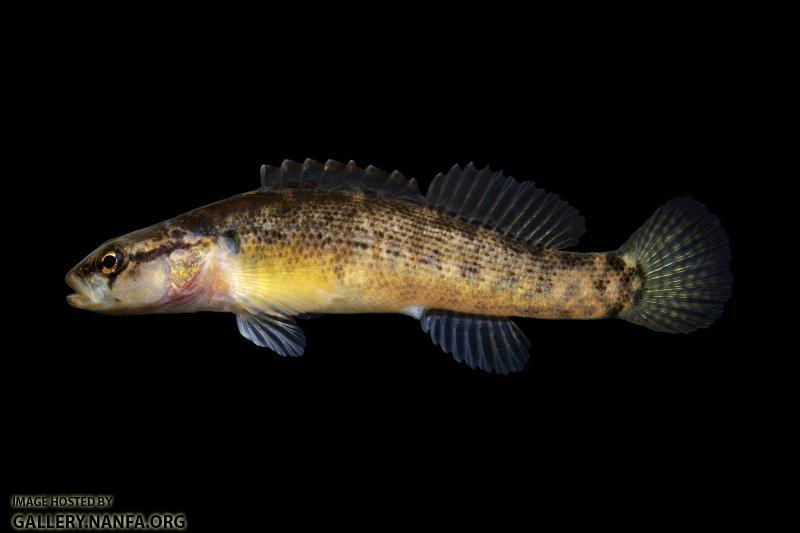 Fantail Darter-Salt River Drainage, KY