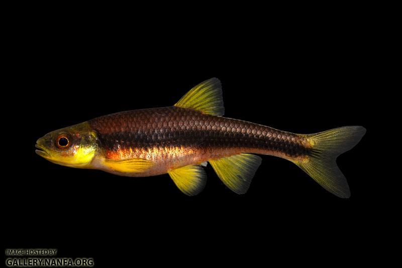 Piedmont Shiner-Broad River Drainage, KY