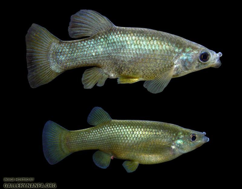 male-female1