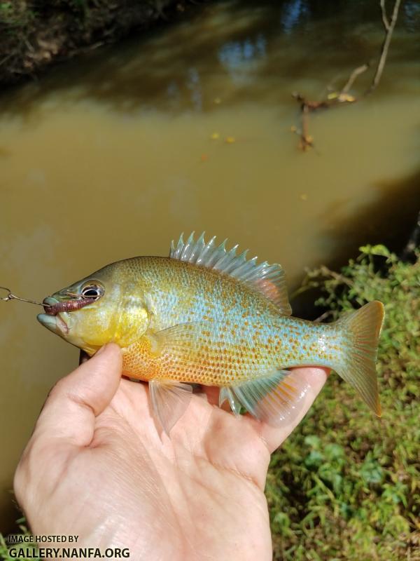 10/3/18 (Yadkin River Basin), NC