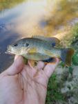 10/5/18 (Yadkin River Basin), NC