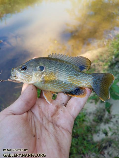 10/5/18 (Yadkin River Basin), NC