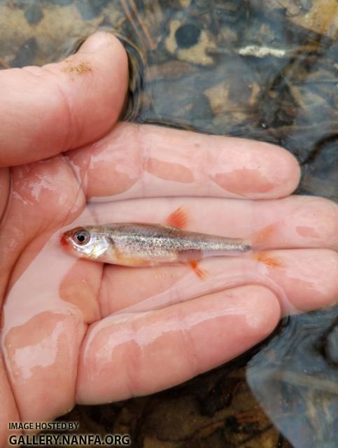 1/2/19 (Dan River Basin), NC