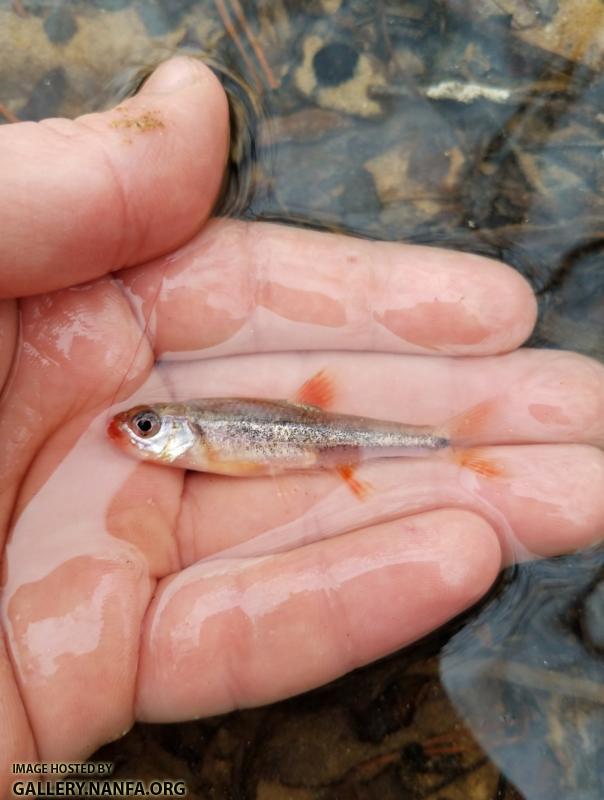 1/2/19 (Dan River Basin), NC