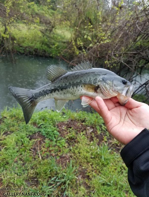 4/2/19 (Cape Fear River Basin) Wilmington, NC