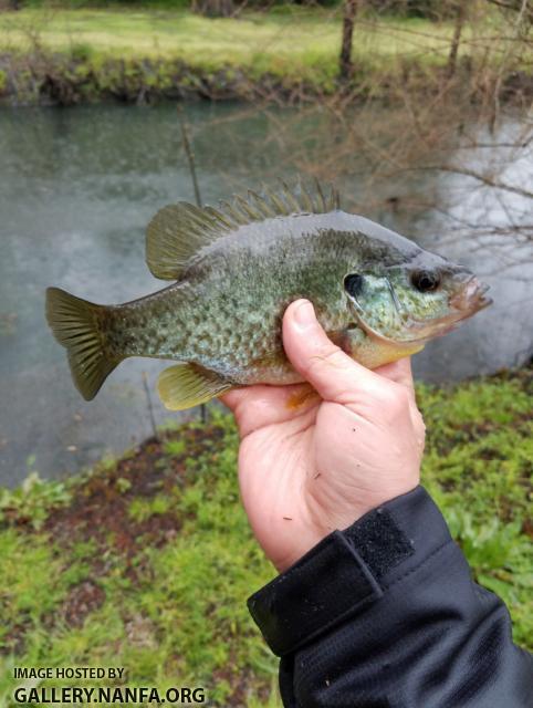 4/2/19 (Cape Fear River Basin) Wilmington, NC