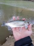 4/5/19 (Yadkin River Basin), NC