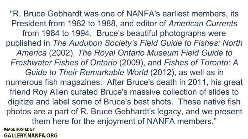 Gebhardt bio