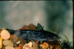 Brown Bullhead