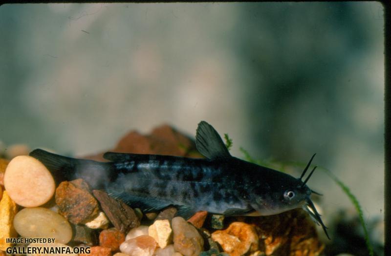 Brown Bullhead