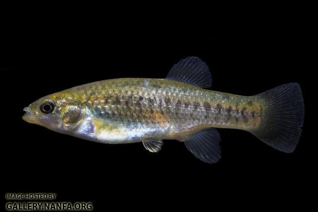 California Killifish (Fundulus parvipinnis)