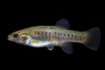 California Killifish (Fundulus parvipinnis)