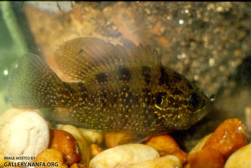 Banded Sunfish (4)