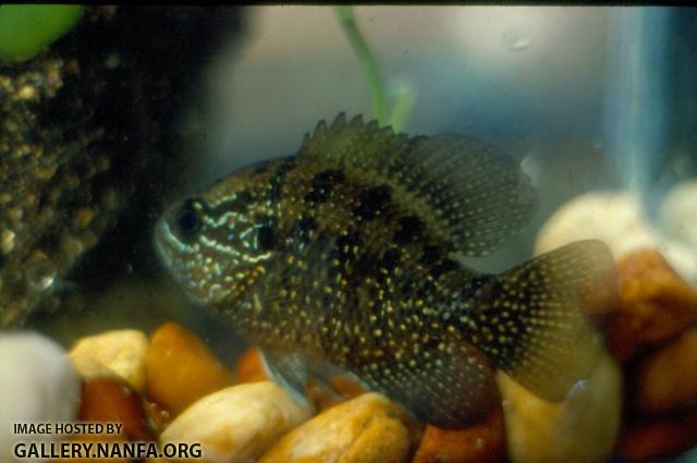 Banded Sunfish (5)