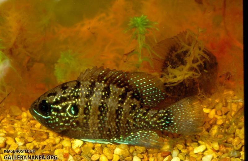 Banded Sunfish