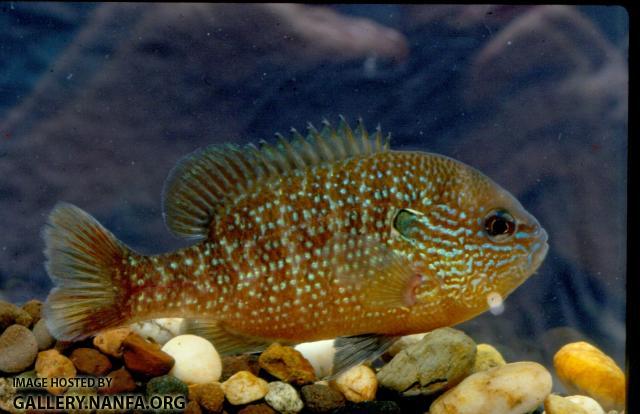 Bantam Sunfish (2)